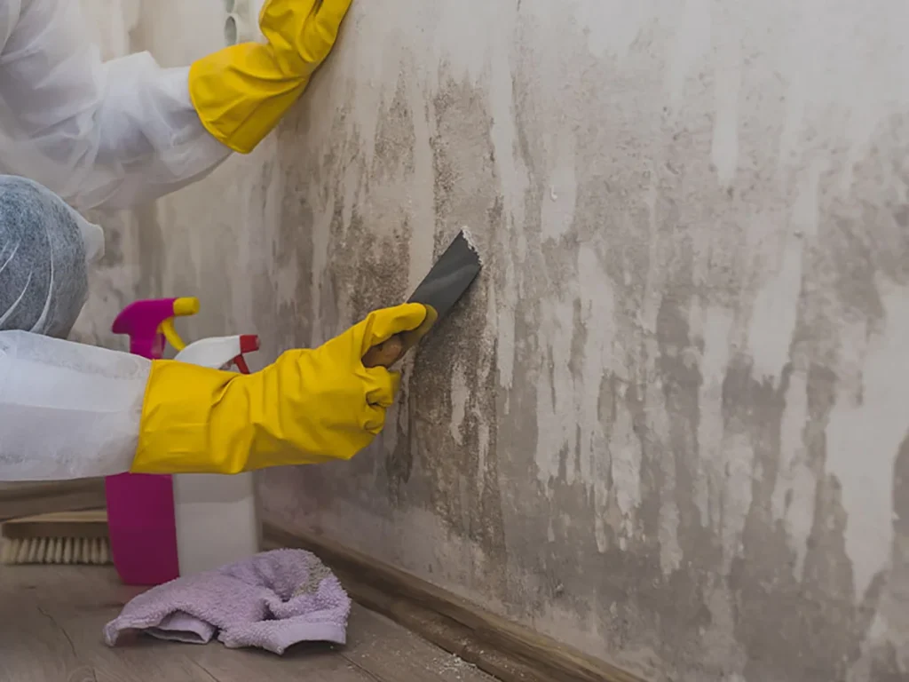 When Mold Keeps Returning No Matter What You Do