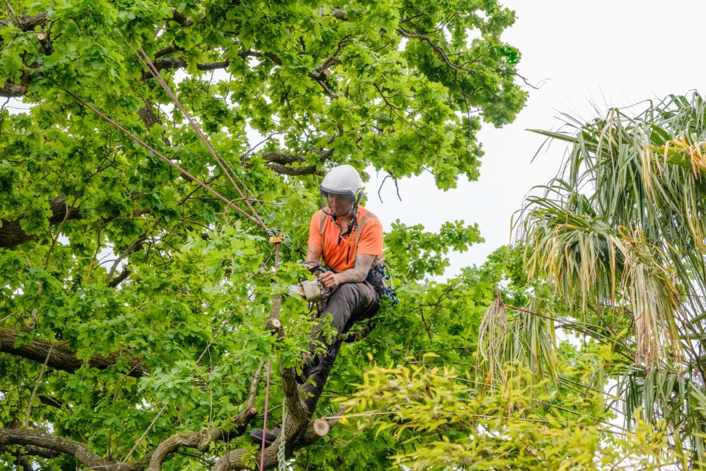 Tree Surgeon Stockport
